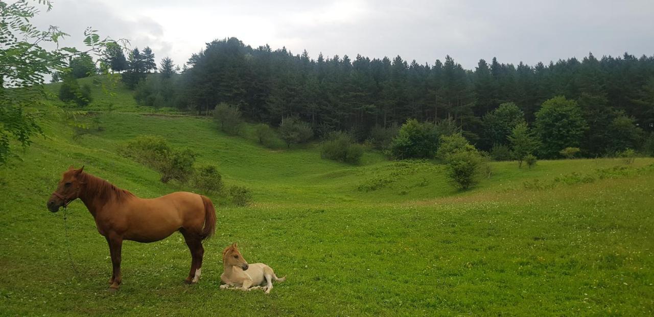 Ferienwohnung Casuta Din Padure Piatra Neamţ Exterior foto